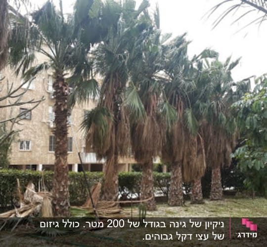 עצים גזומים עם ענפים כרותים על הקרקע